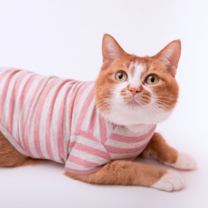 ぽぽねこが「猫服」を新発売　掻き壊し・舐め壊し防止、術後・怪我ケアに使える、猫ちゃんの皮膚・被毛への負担が少ない猫服