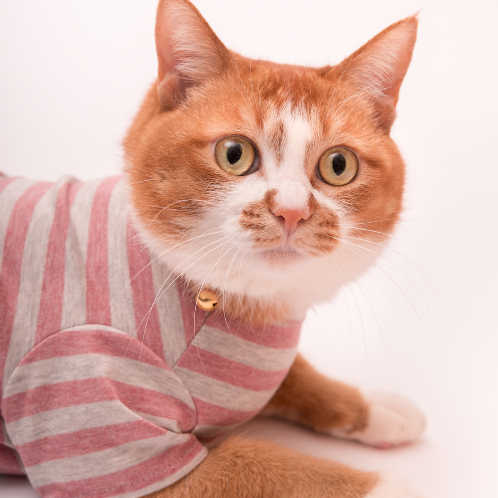 猫に優しい猫服 オーガニックコットン100 シリーズ 株式会社ぽぽねこ Poponeko Inc