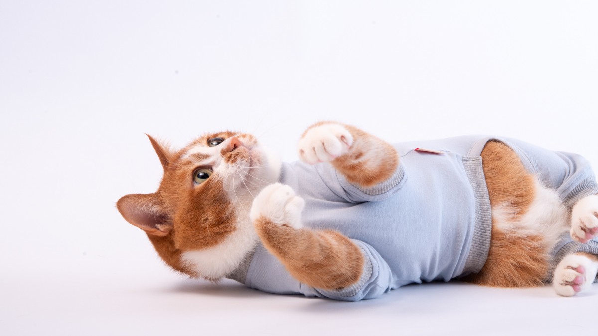 猫用皮膚保護服「キャットプロテクションスーツ」に新色登場