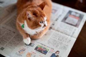 【メディア掲載】読売新聞　防災ニッポンにてぽぽねこの猫用ハーネスが紹介されました