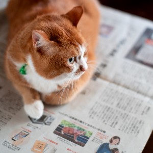 【メディア掲載】読売新聞　防災ニッポンにてぽぽねこの猫用ハーネスが紹介されました
