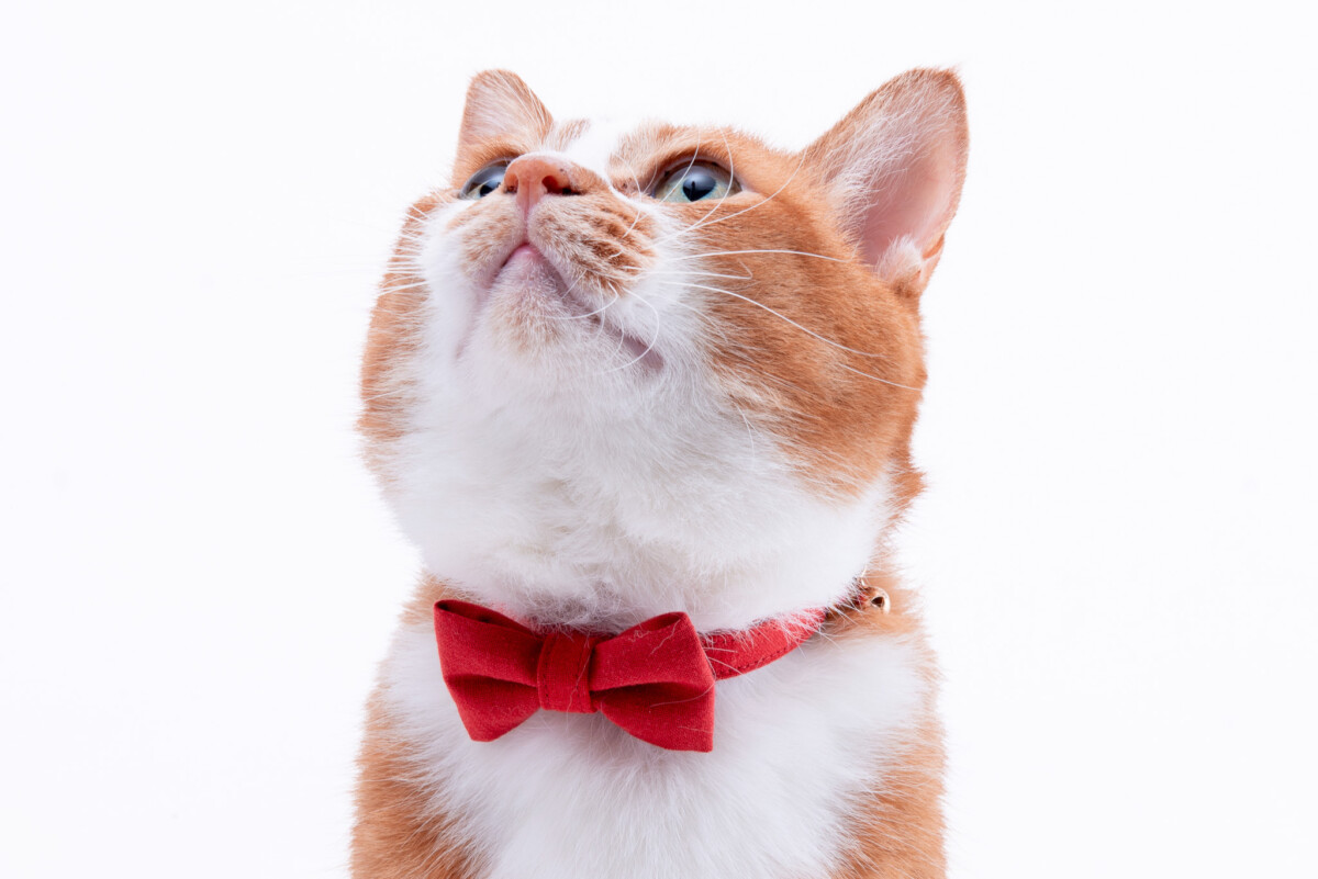 【メディア掲載】雑誌「ねこのきもち8月号」にぽぽねこの猫首輪が掲載されました