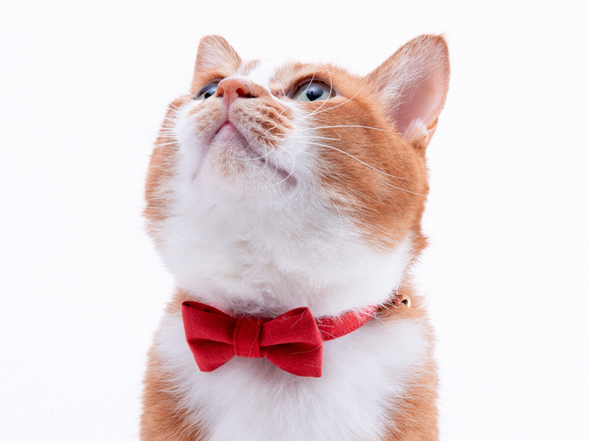 【メディア掲載】雑誌「ねこのきもち8月号」にぽぽねこの猫首輪が掲載されました