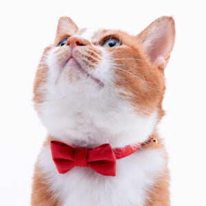 【メディア掲載】雑誌「ねこのきもち8月号」にぽぽねこの猫首輪が掲載されました