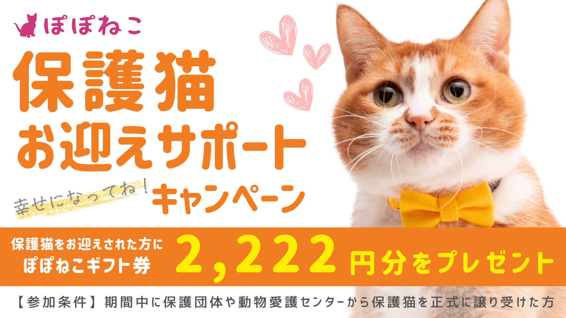 「幸せになってね！保護猫お迎えサポートキャンペーン」を開催