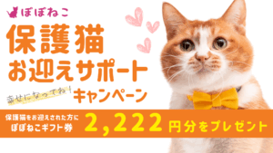 「幸せになってね！保護猫お迎えサポートキャンペーン」を開催