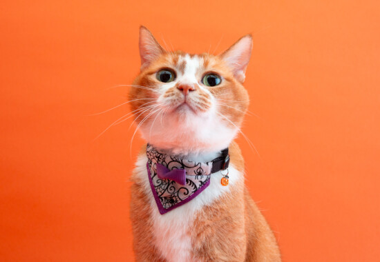 ハゲにくい猫首輪ブランド「ぽぽねこ」を展開する株式会社ぽぽねこ（所在地：茨城県取手市、代表取締役社長 栗山和晃）は、『バンダナ付き猫首輪　ハロウィンパーティーシリーズ』を2025年9月12日より、ぽぽねこ公式オンラインショップにて販売開始いたします。 「イベント首輪はかわいいけれど、重いのは苦手」「仮装用コスチュームは嫌がってしまう」「大きすぎる装飾は食事中に汚れてしまう」――そんな声に応えるため、ぽぽねこは猫に負担をかけず、日常使いにもなじむ“猫想いのハロウィン首輪”を開発しました。