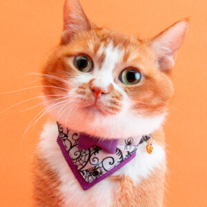 ぽぽねこの専属モデル猫ちゃーちゃん