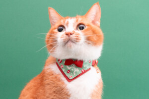 『バンダナ付き猫首輪　クリスマスパーティーシリーズ』