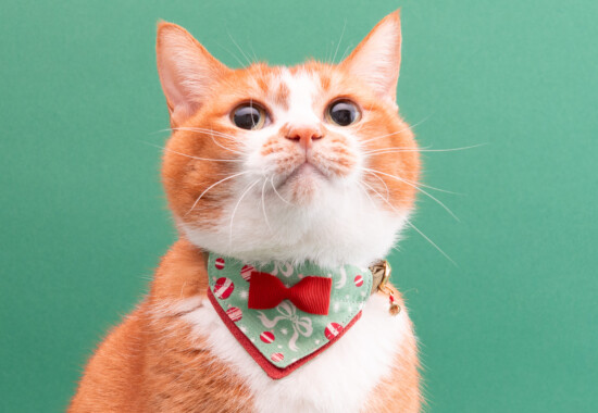 ハゲにくい猫首輪に『クリスマス限定モデル』が新登場！