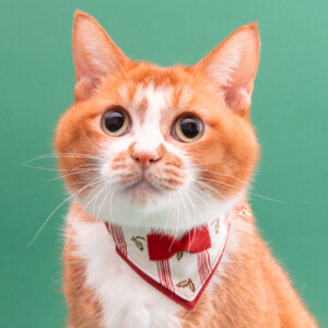 モデル猫「ちゃーちゃん」が今年も登場