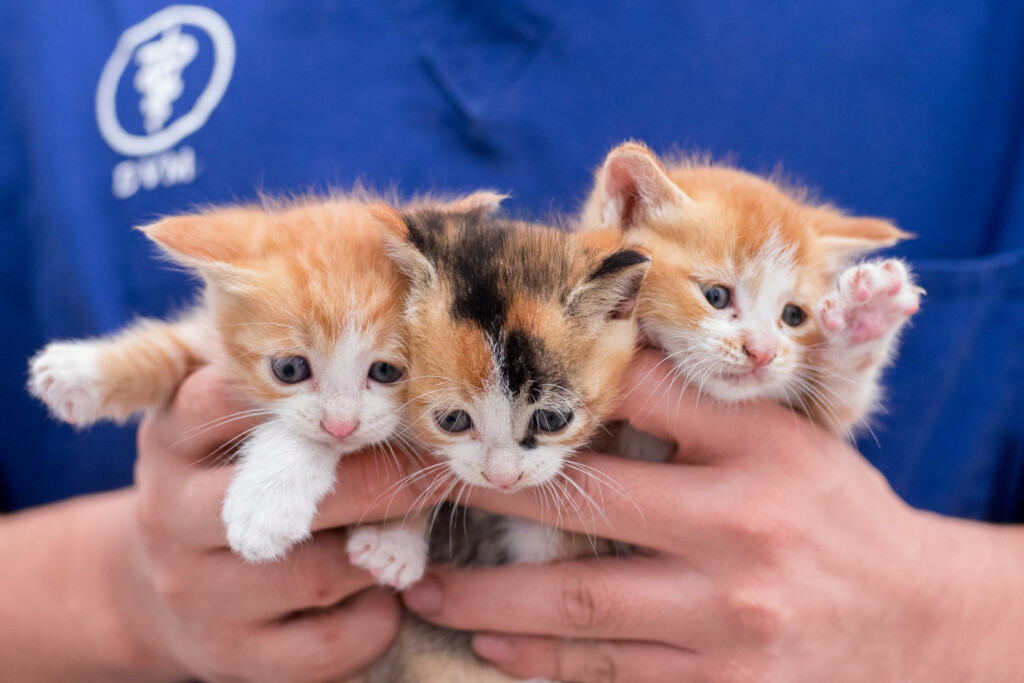 ぽぽねこのモデル猫ちゃーちゃんも元保護猫です